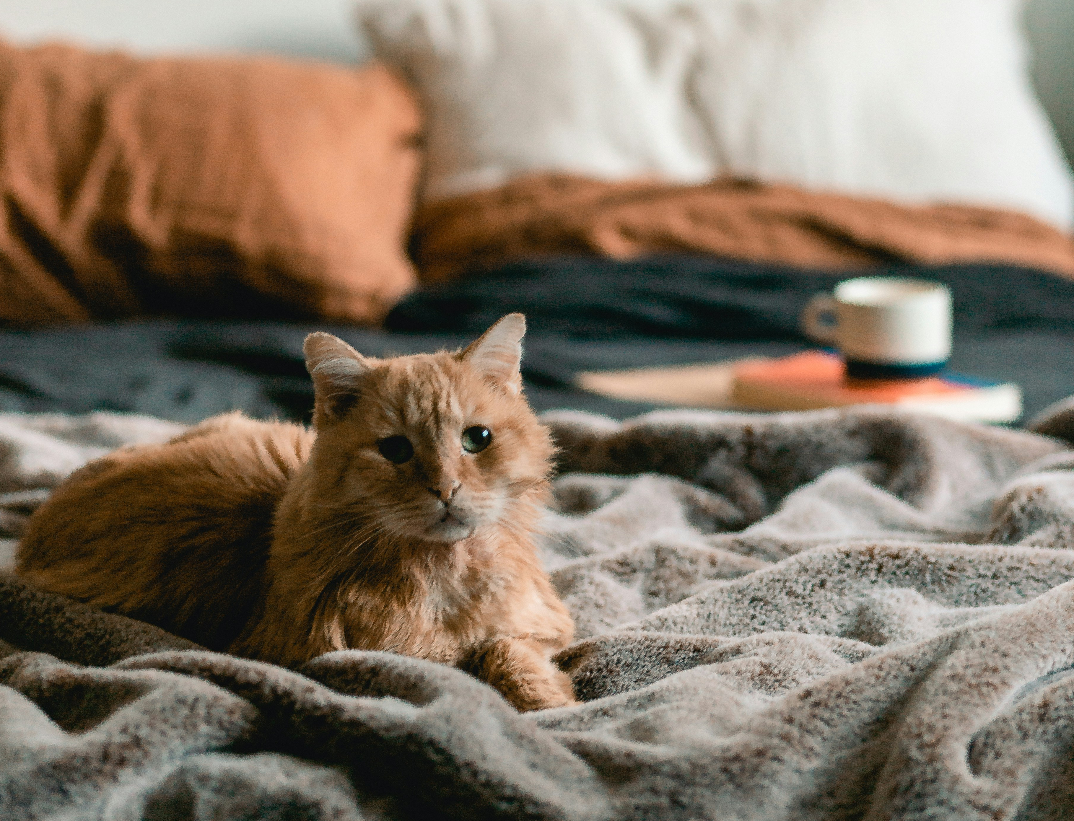 Appartement Chats